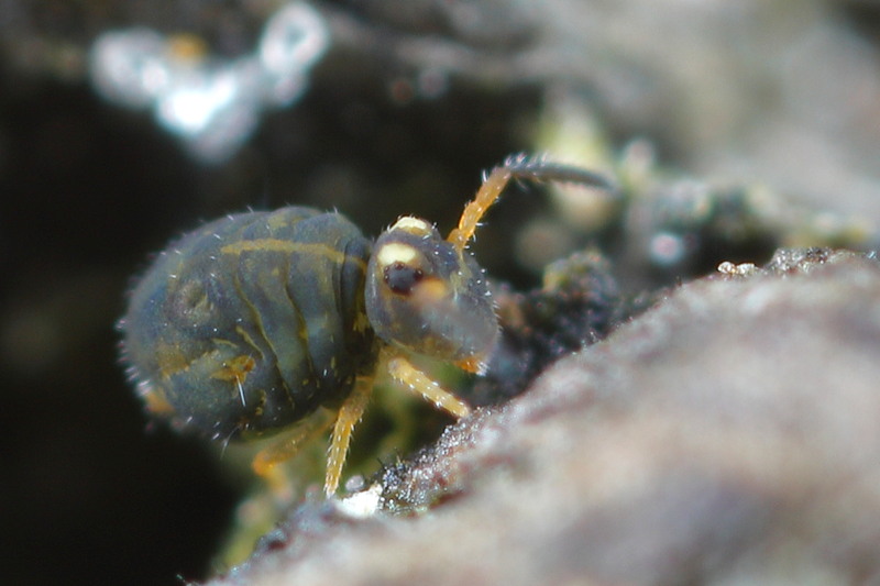 Sminthurinus aureus f. reticulatus