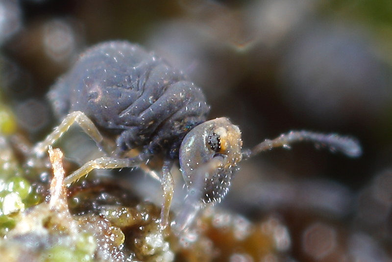 Sminthurinus domesticus