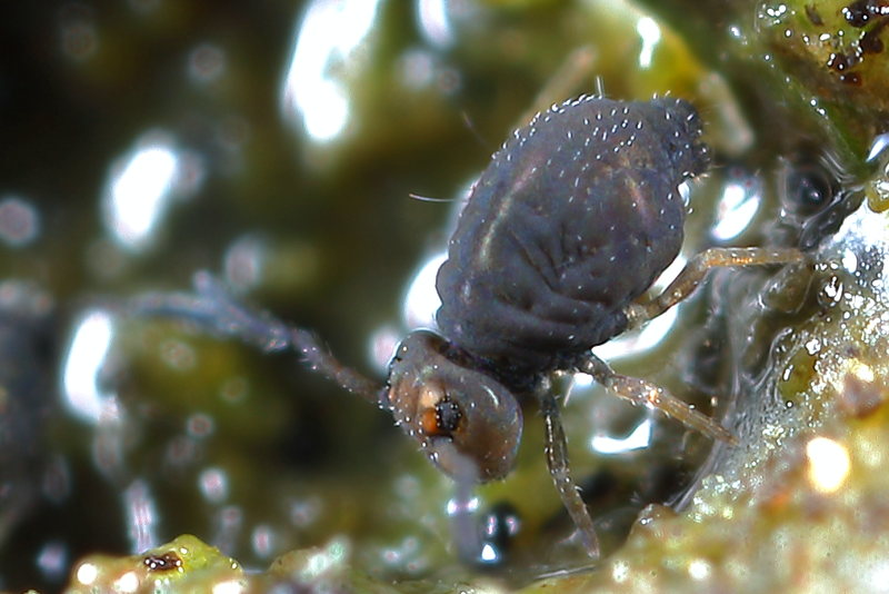 Sminthurinus domesticus