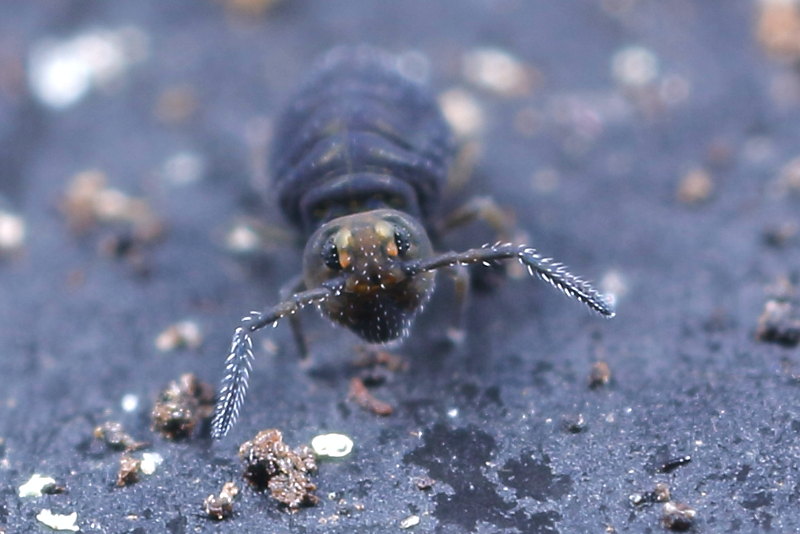 Sminthurinus domesticus