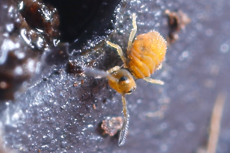 Sminthurinus domesticus