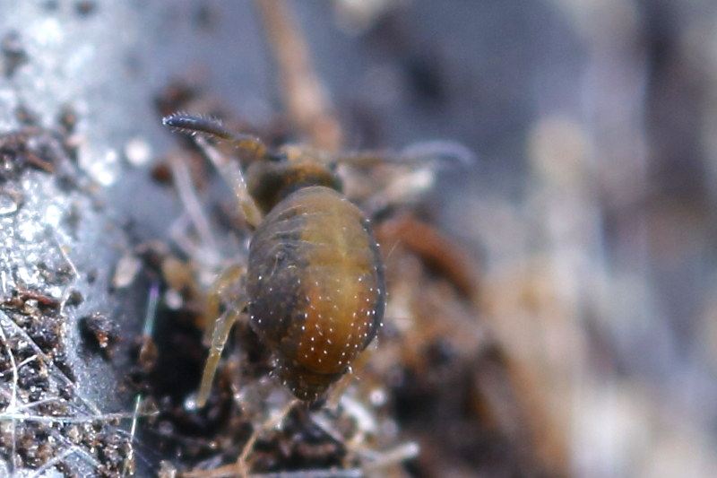 Sminthurinus domesticus
