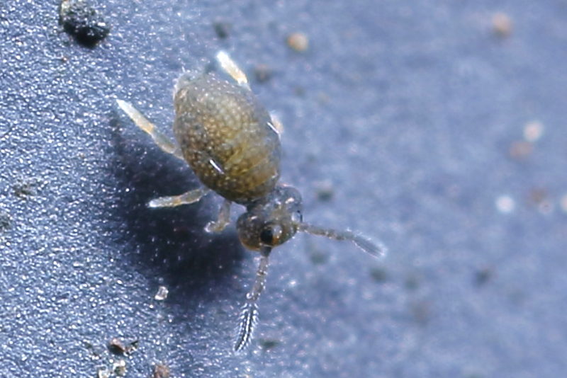 Sminthurinus domesticus, juveniel