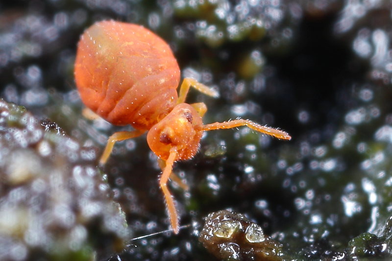Sminthurinus domesticus f. apigmentata