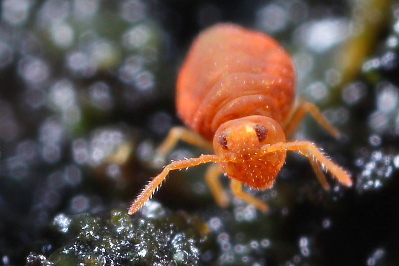 Sminthurinus domesticus f. apigmentata
