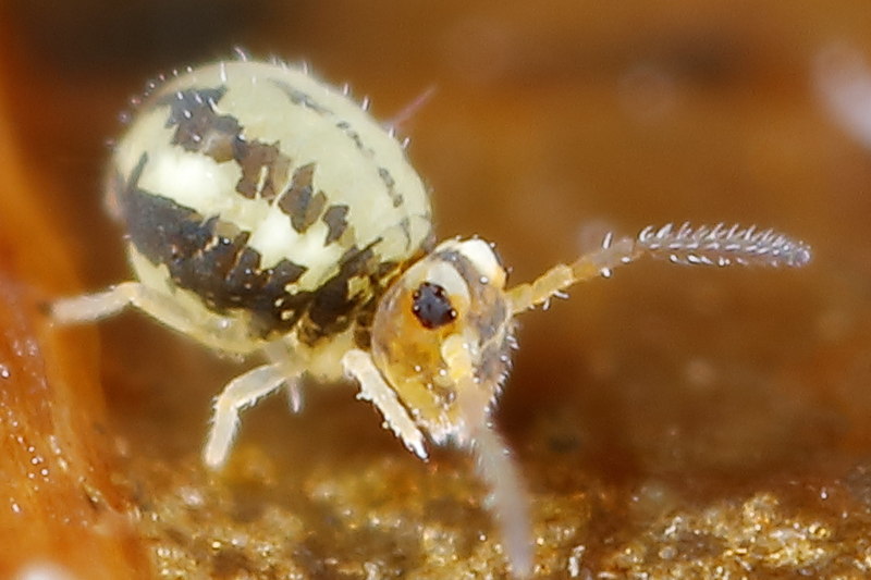 Sminthurinus elegans