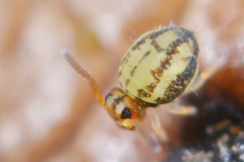 Sminthurinus elegans
