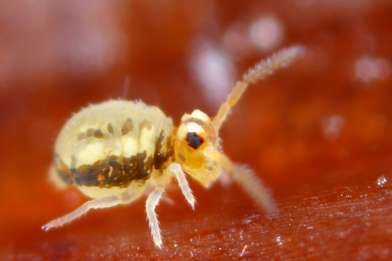 Sminthurinus elegans