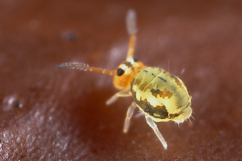 Sminthurinus elegans