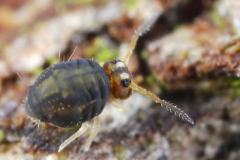 Sminthurinus elegans, erg donkere vorm