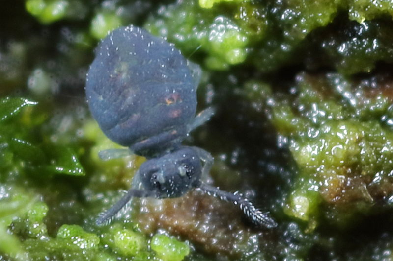 Sminthurinus lawrencei
