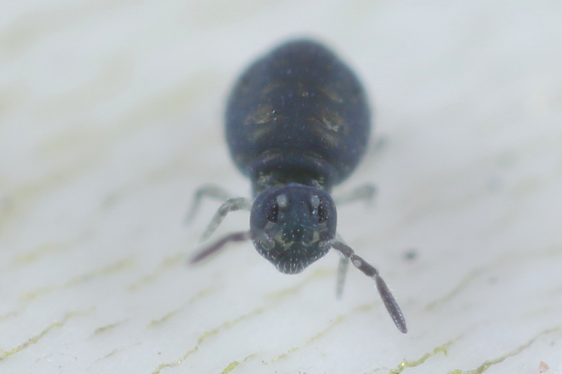 Sminthurinus lawrencei