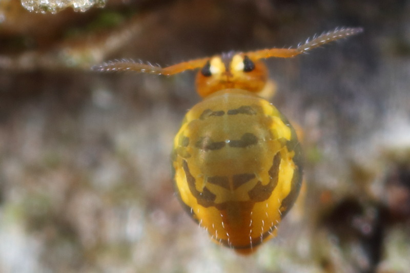 Sminthurinus reticulatus
