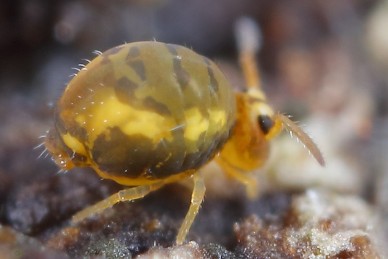 Sminthurinus reticulatus