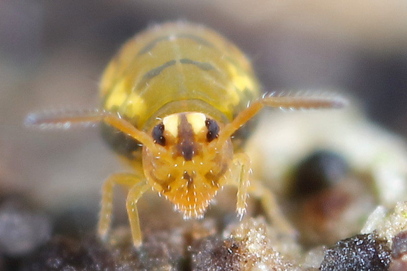 Sminthurinus reticulatus