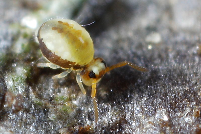 Sminthurinus signatus