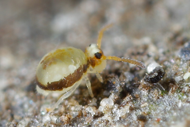 Sminthurinus signatus