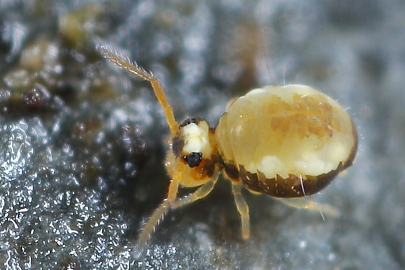 Sminthurinus signatus