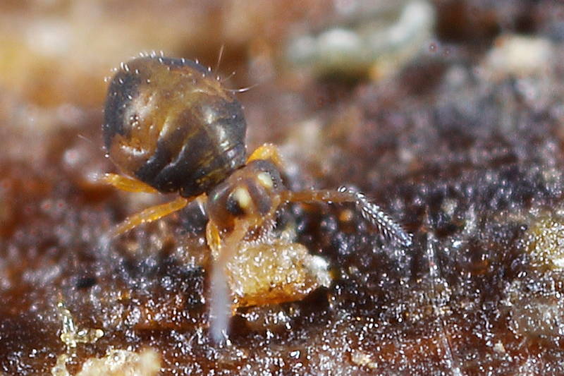 Sminthurinus spec.