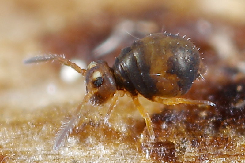 Sminthurinus spec.