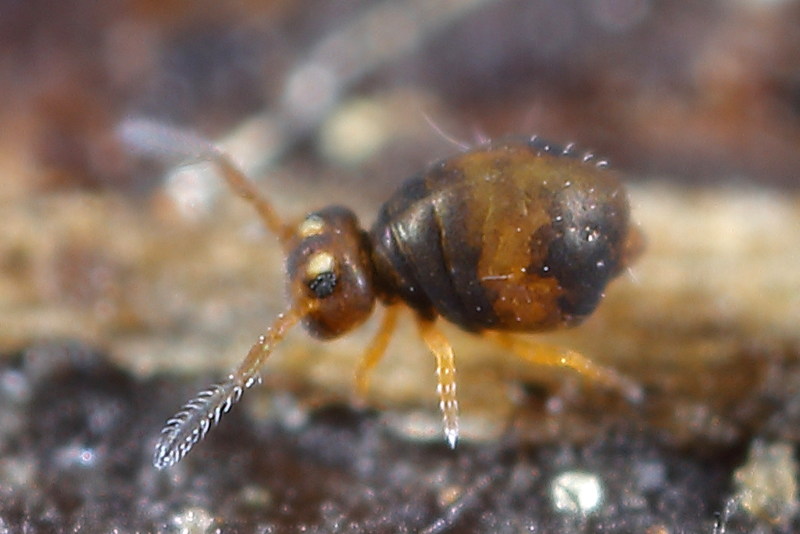 Sminthurinus spec.
