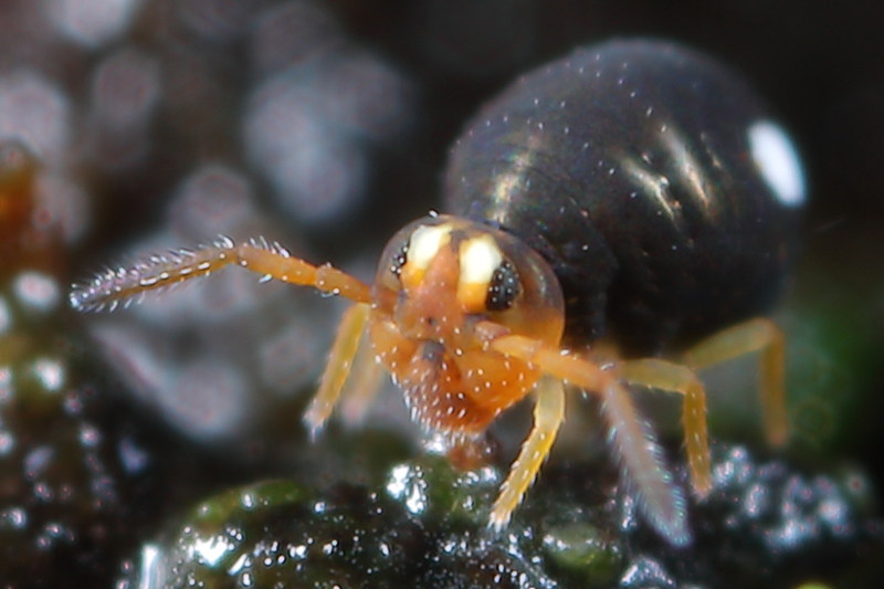 Sminthurinus trinotatus