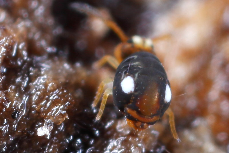 Sminthurinus trinotatus
