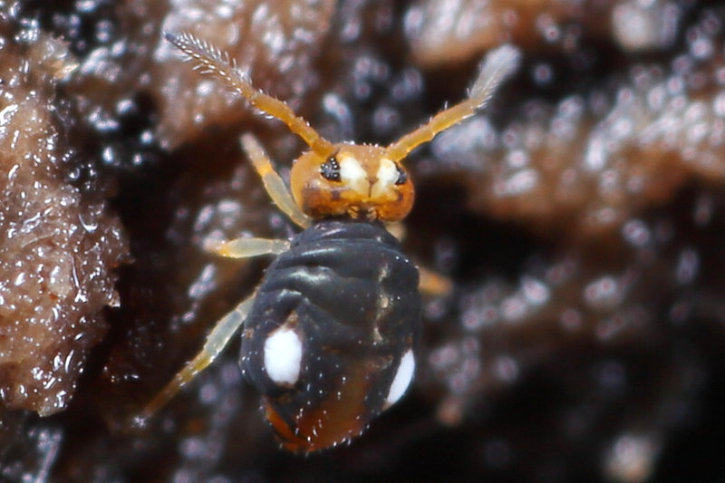 Sminthurinus trinotatus