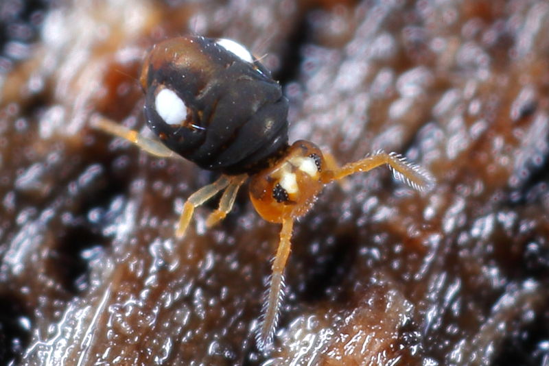 Sminthurinus trinotatus