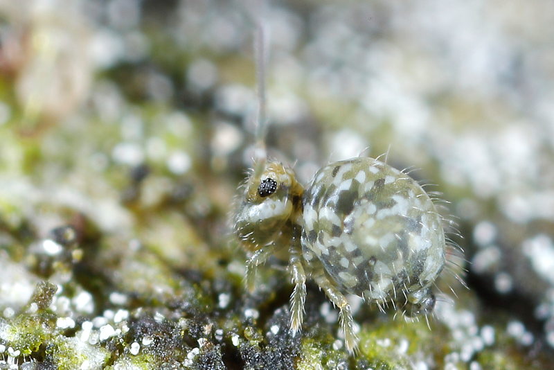 Sminthurus leucomelanus