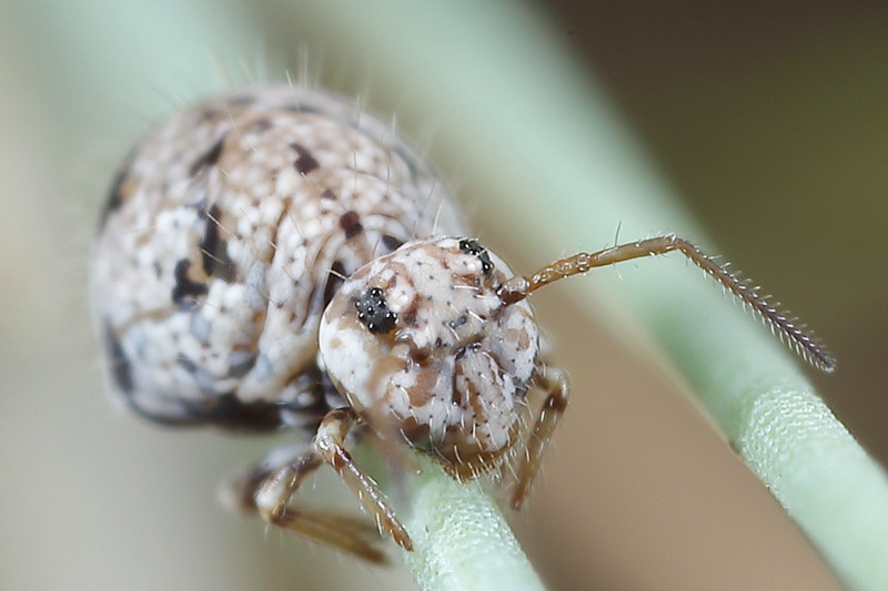 Sminthurus leucomelanus