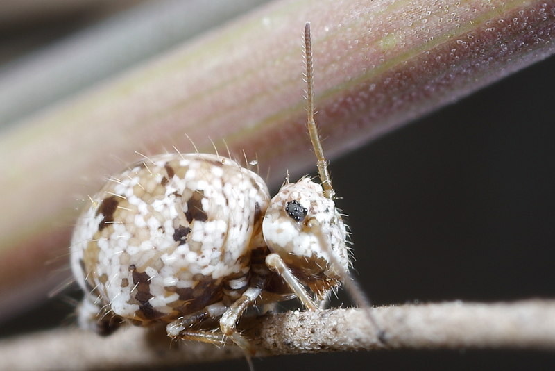 Sminthurus leucomelanus