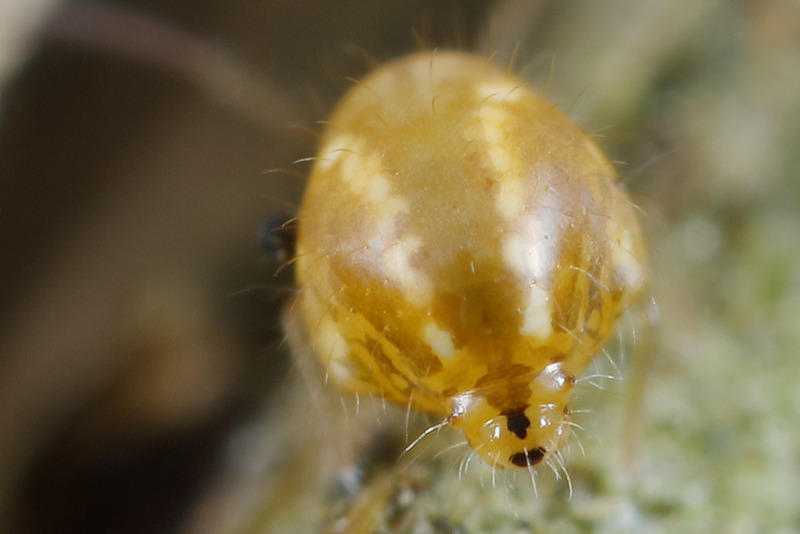 Sminthurus viridis