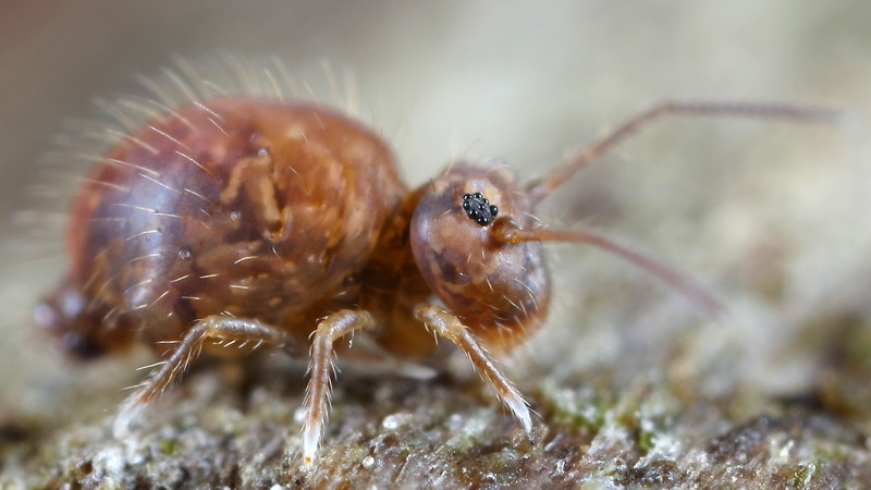 Sminthurus viridis