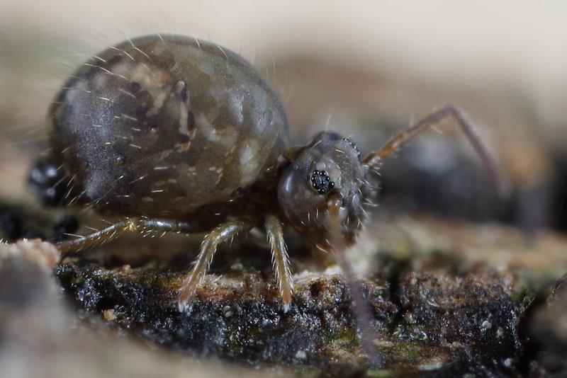 Sminthurus viridis