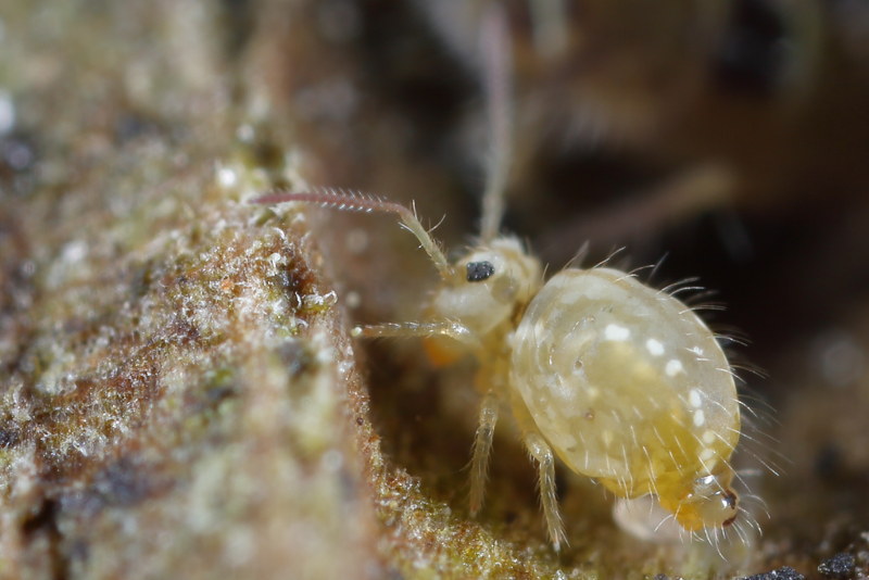 Sminthurus viridis