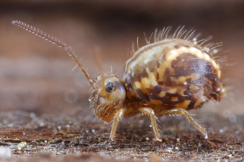 Sminthurus viridis