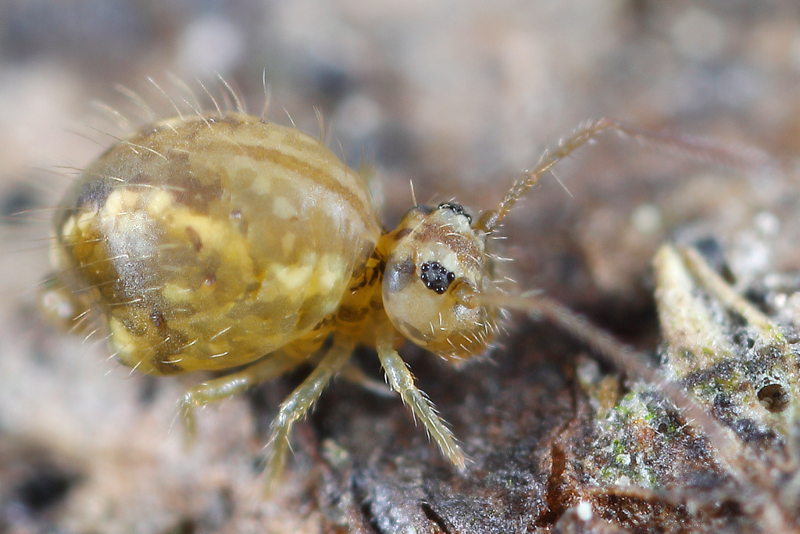 Sminthurus viridis