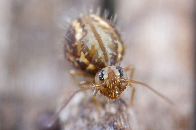 Sminthurus viridis