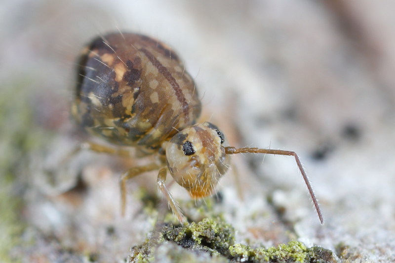 Sminthurus viridis