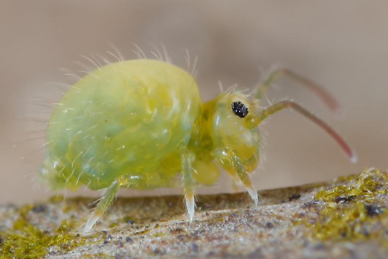 Sminthurus viridis