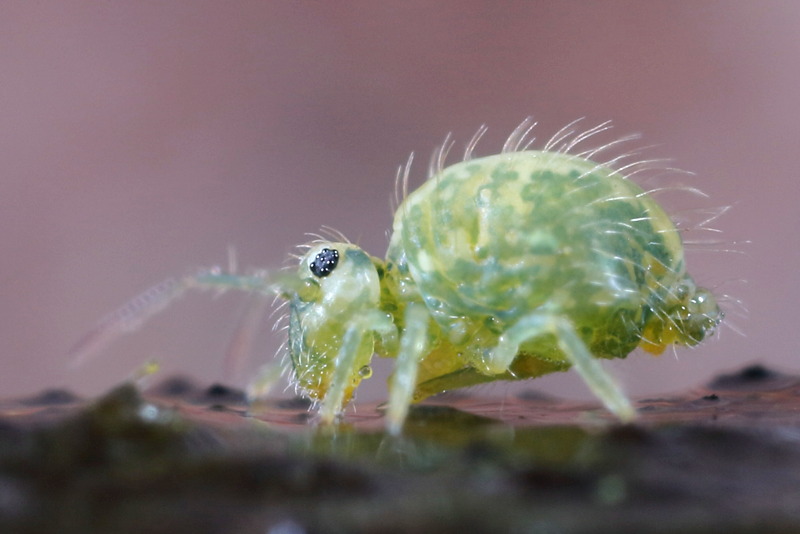 Sminthurus viridis