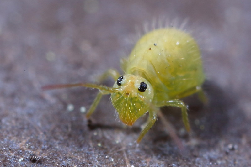 Sminthurus viridis