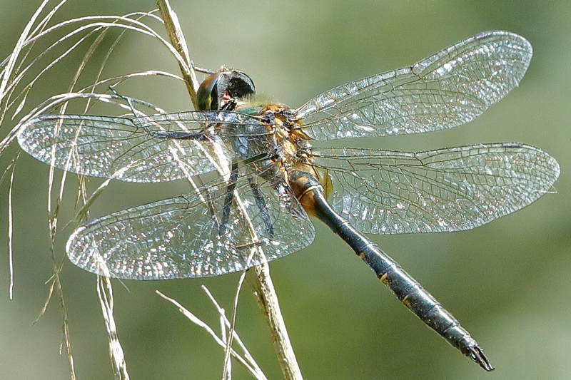 Gevlekte glanslibel, Somatochlora flavomaculata ♂