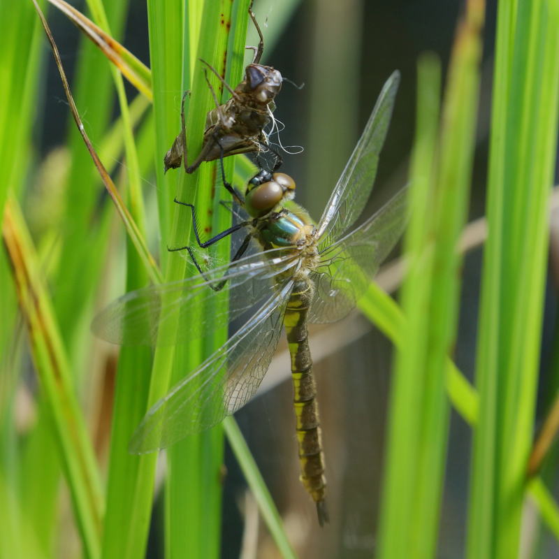Gevlekte glanslibel, Somatochlora flavomaculata, pas uitgekomen♀