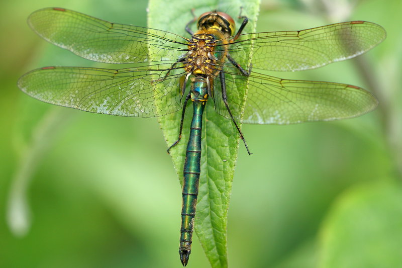 Metaalglanslibel, Somatochlora metallica ♂