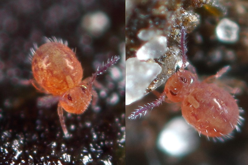 Sphaeridia pumilis ♀♀