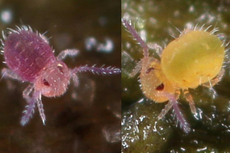 Sphaeridia pumilis ♀♀