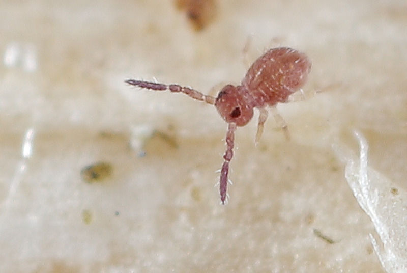 Sphaeridia pumilis ♂