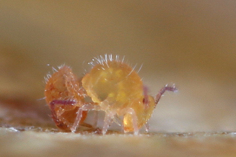 Sphaeridia pumilis, mating